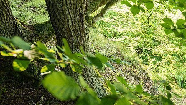 Zwei Personen gehen auf einem Wanderweg umgeben von Bäumen und Blättern